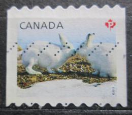 Poštovní známka Kanada 2011 Zajíc polární Mi# 2682