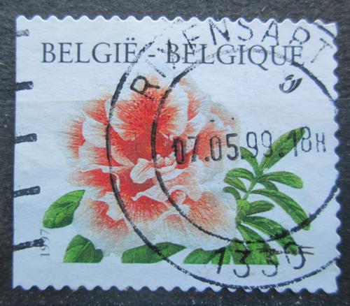 Poštovní známka Belgie 1997 Rhododendron simsii Mi# 2784 Dl