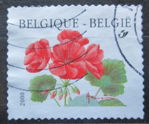Poštovní známka Belgie 1999 Pelargonie „Matador“ Mi# 2902 I A