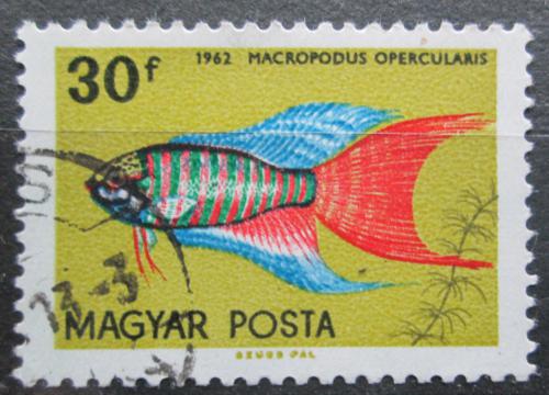 Poštovní známka Maïarsko 1962 Rájovec dlouhoploutvý Mi# 1821