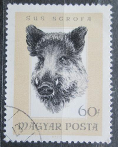 Poštovní známka Maïarsko 1966 Divoké prase Mi# 2256