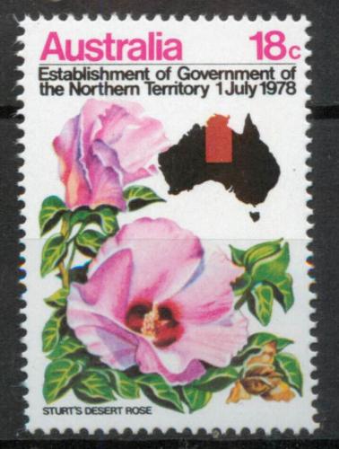 Poštovní známka Austrálie 1978 Gossypinum sturtianum Mi# 653