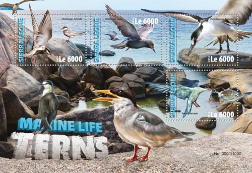 Poštovní známky Sierra Leone 2016 Racci Mi# 7073-76 Kat 11€