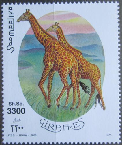 Poštovní známka Somálsko 2000 Žirafy Mi# 810 Kat 13€